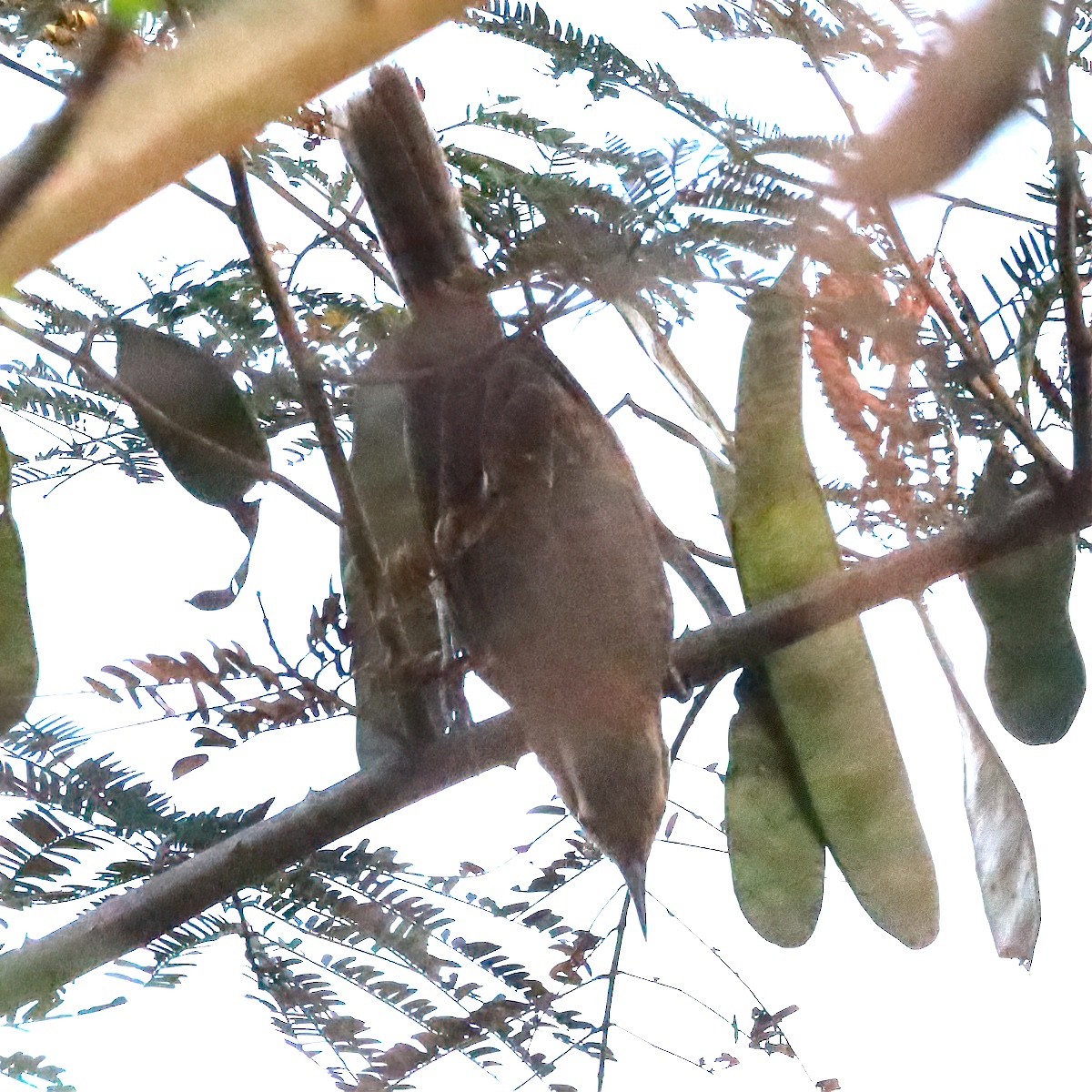 Thrush-like Wren - ML643792793