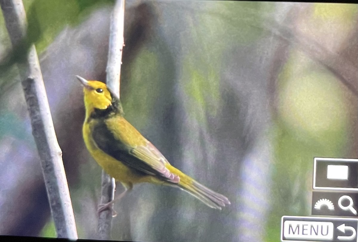hetteparula - ML643792794