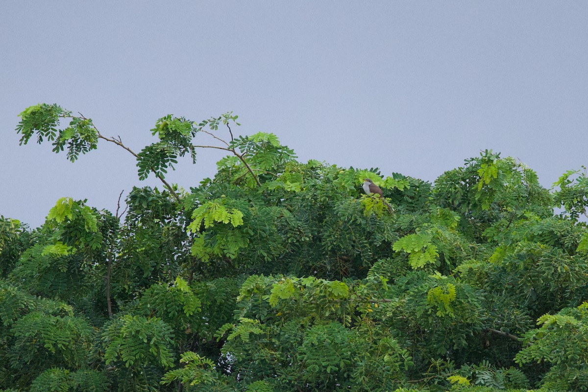 Yellow-billed Cuckoo - ML643792798