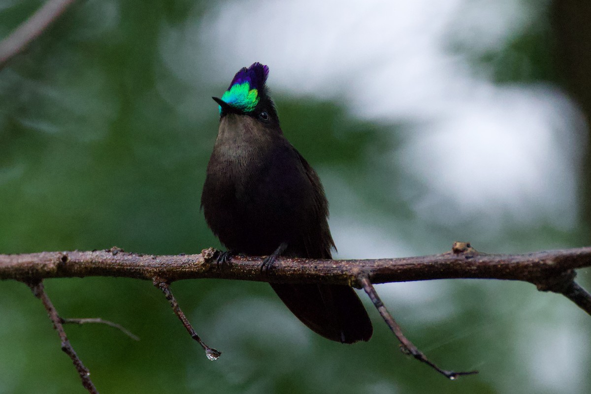 Antillean Crested Hummingbird - ML643792808