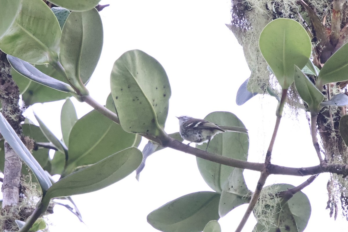 White-banded Tyrannulet - ML643792809