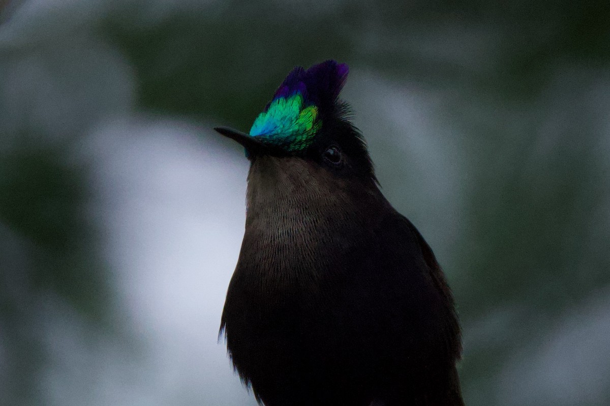 Antillean Crested Hummingbird - ML643792811