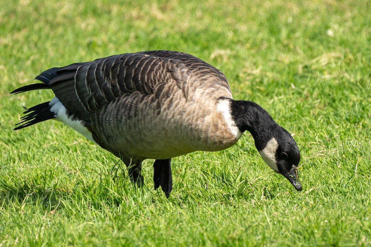 Cackling Goose (Aleutian) - ML643792812