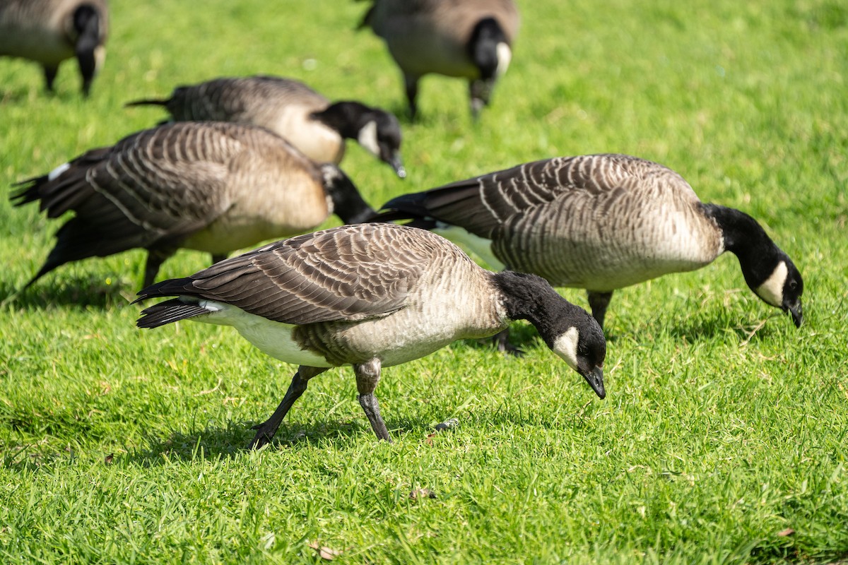 Cackling Goose (Aleutian) - ML643792816