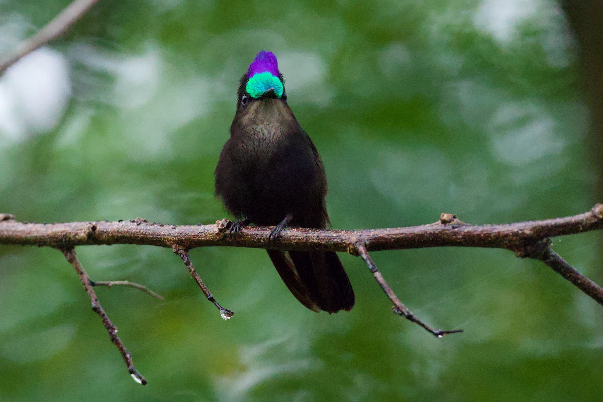 Antillean Crested Hummingbird - ML643792817