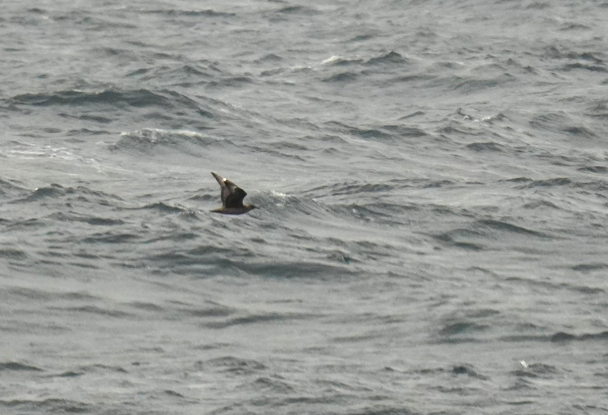 Great Skua - ML643792819