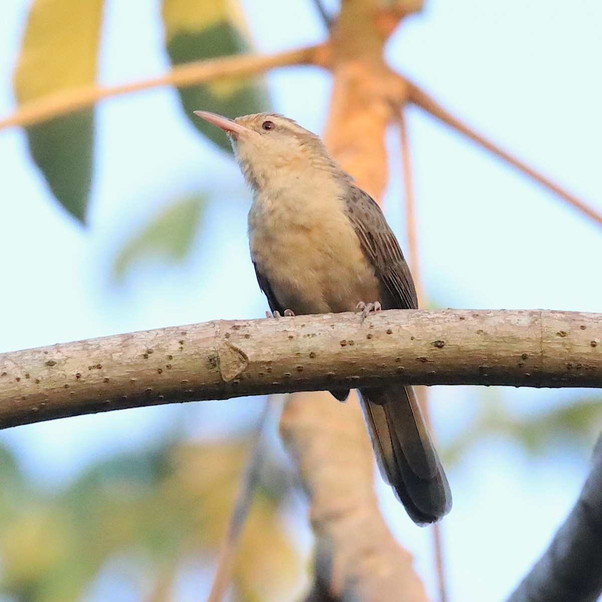 Thrush-like Wren - ML643792823