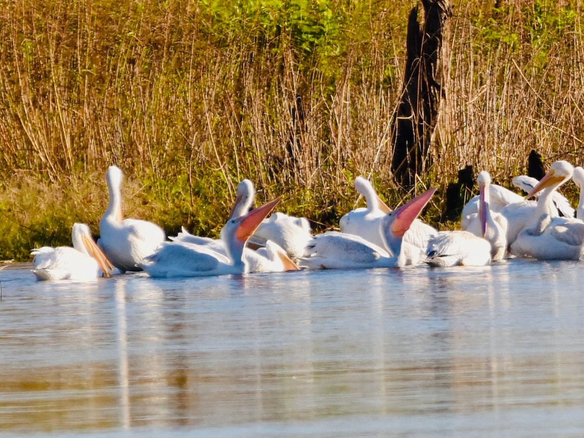 American White Pelican - ML643792830