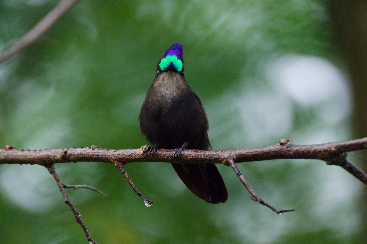 Antillean Crested Hummingbird - ML643792831