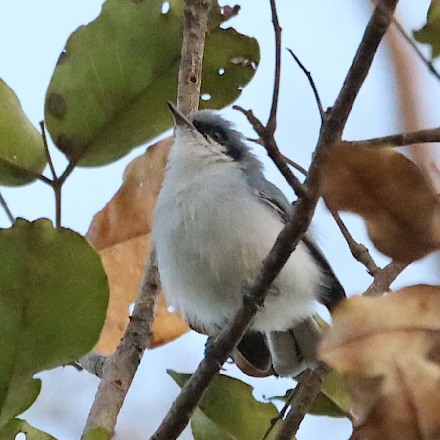 Masked Gnatcatcher - ML643792834