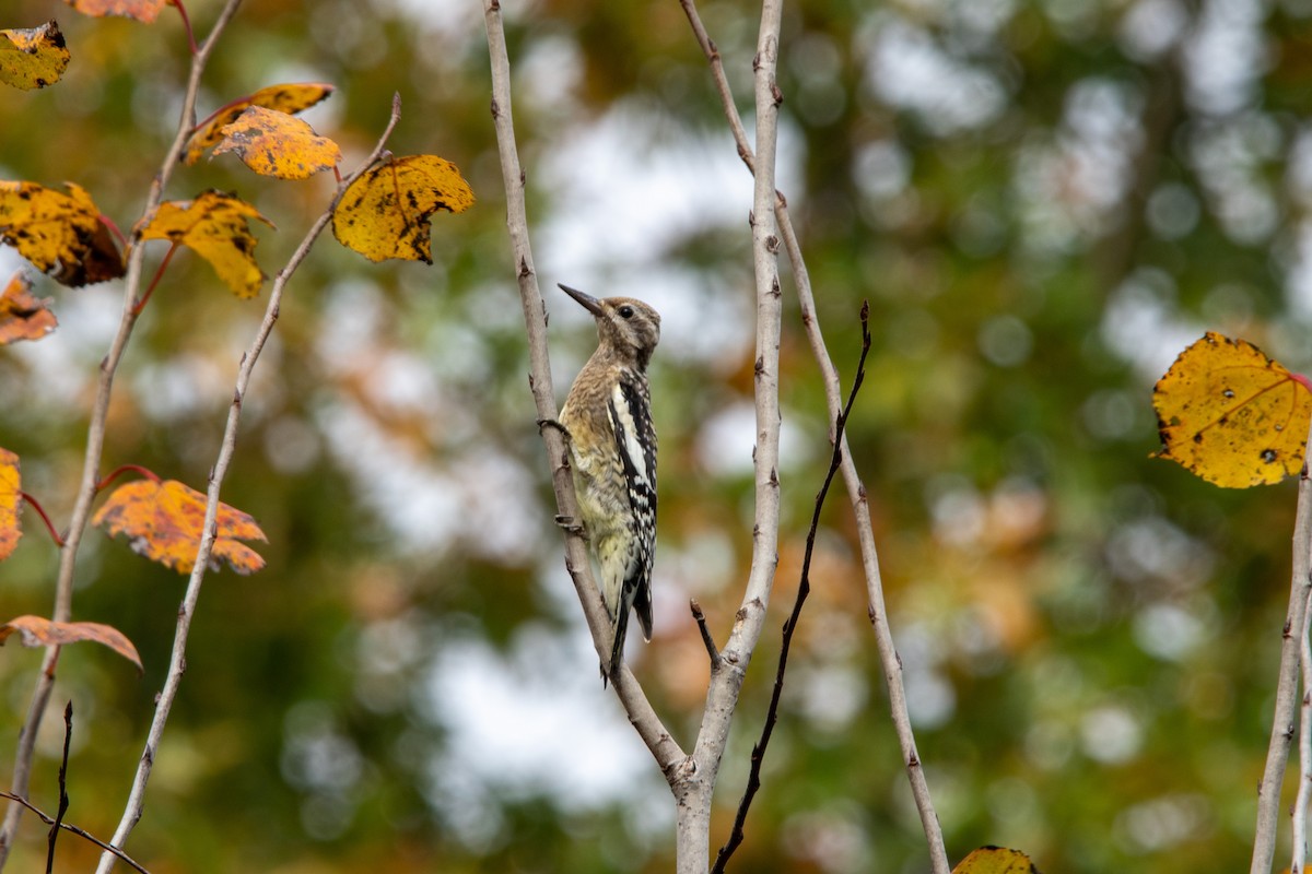 Yellow-bellied Sapsucker - ML643792837