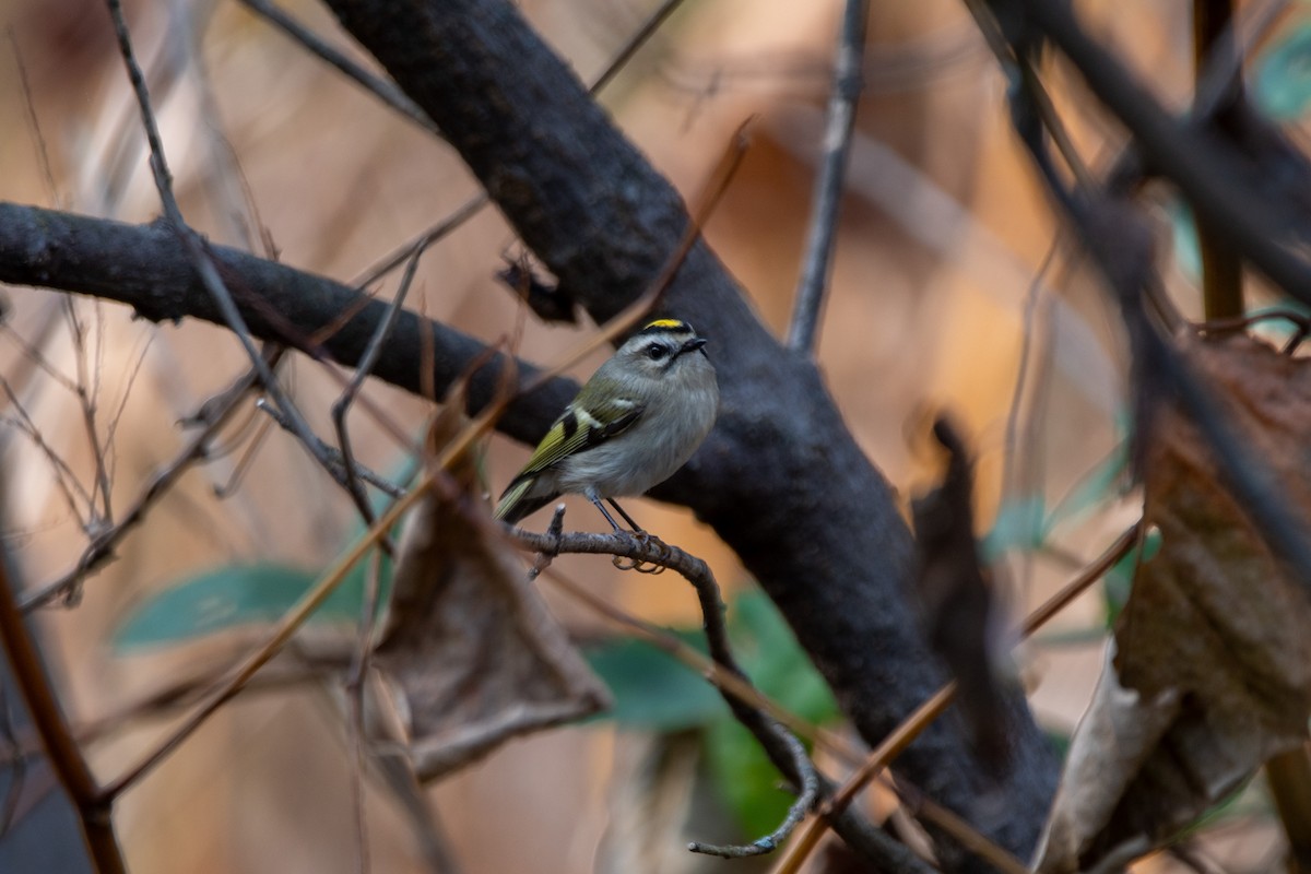 Golden-crowned Kinglet - ML643792840