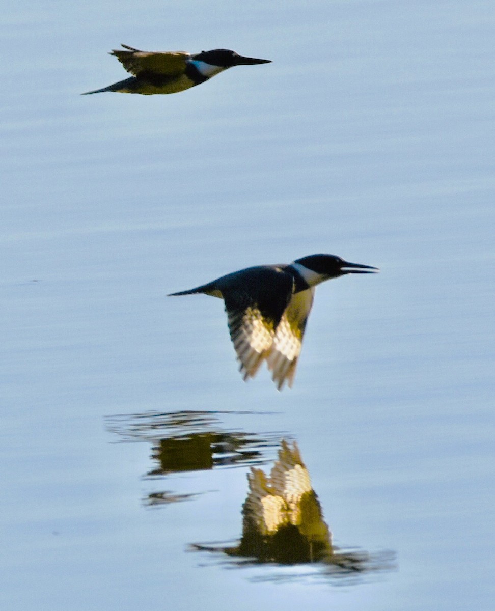 Belted Kingfisher - ML643792844