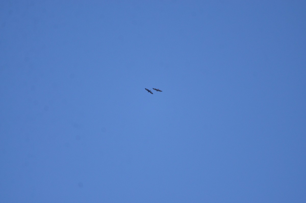 Golden Eagle - ML643792846