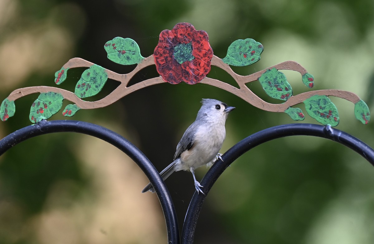 Tufted Titmouse - ML643792847