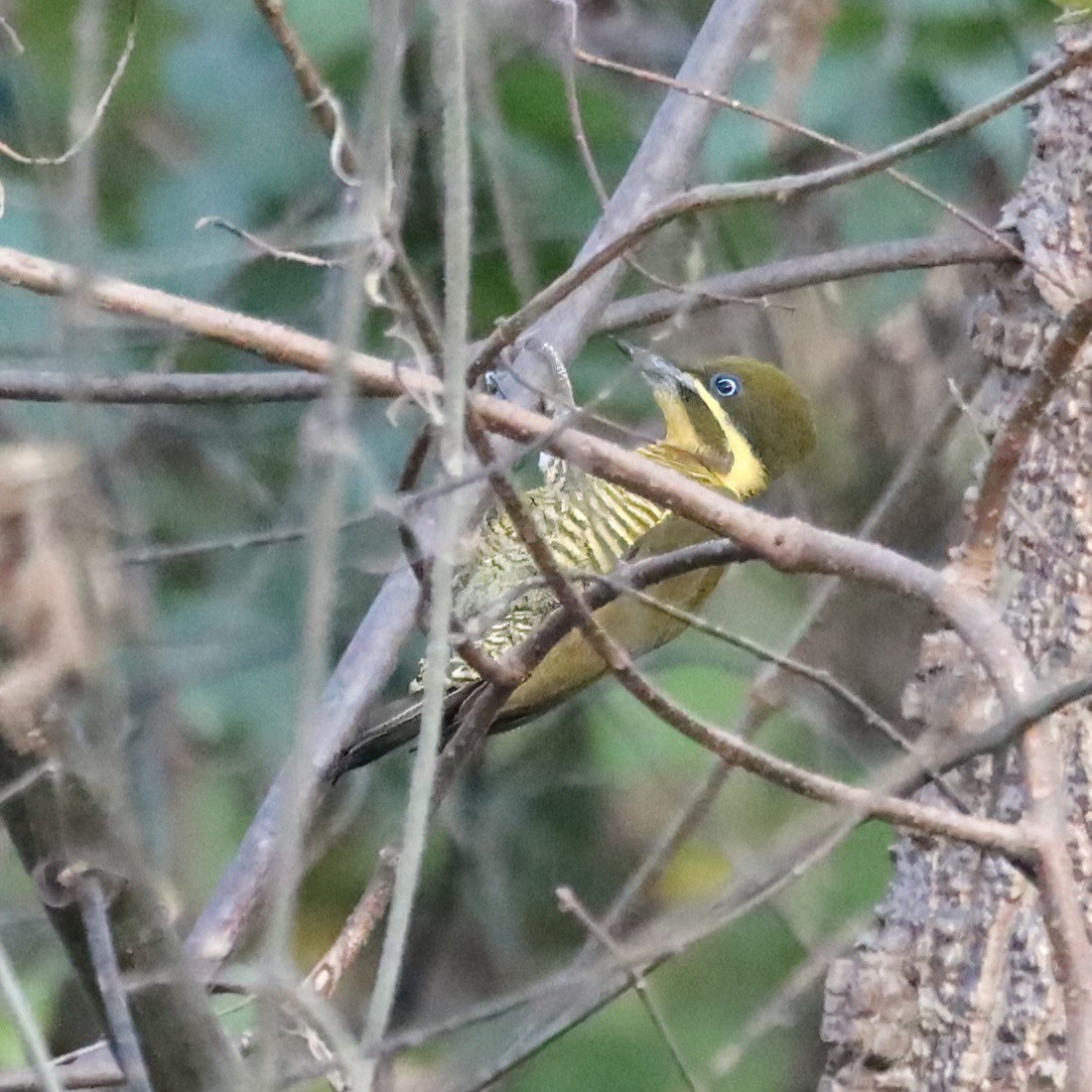 モリゲラ - ML643792848