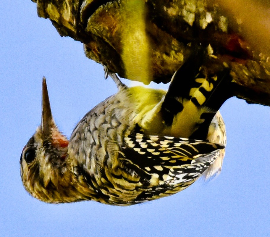 Yellow-bellied Sapsucker - ML643792862