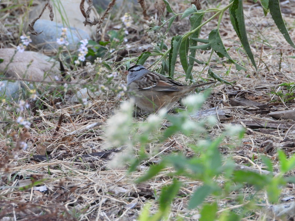 Bruant à couronne blanche - ML643792871