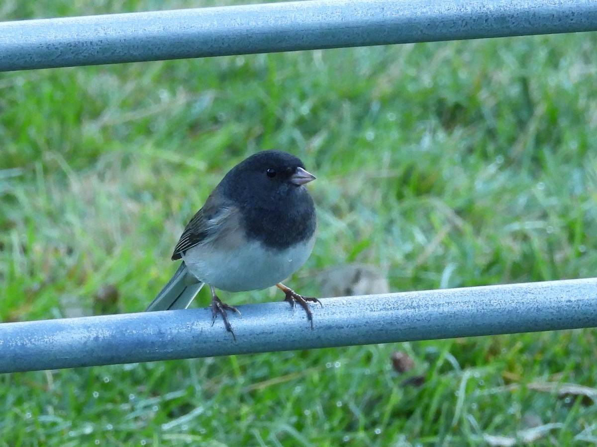 Junco ardoisé - ML643792886