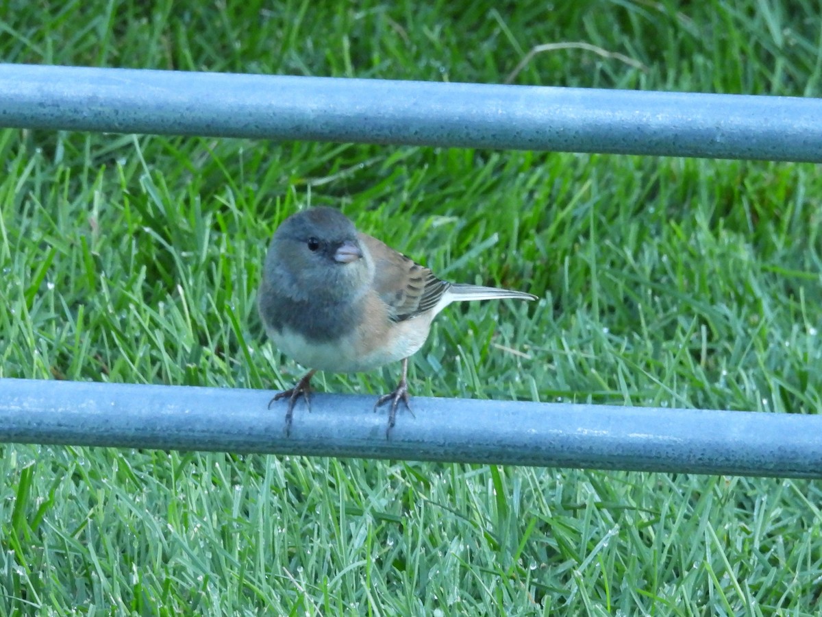 Junco ardoisé - ML643792887