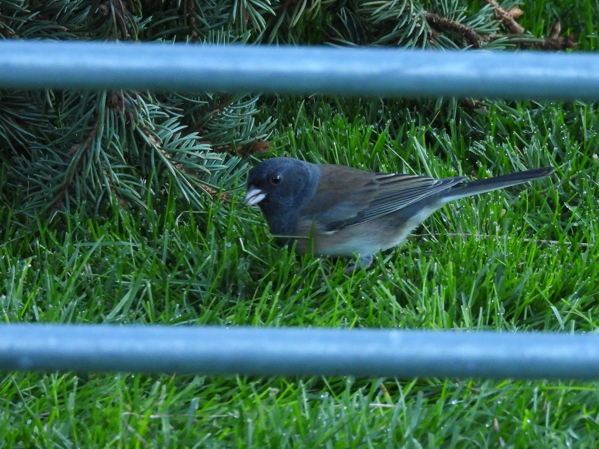Junco ardoisé - ML643792888