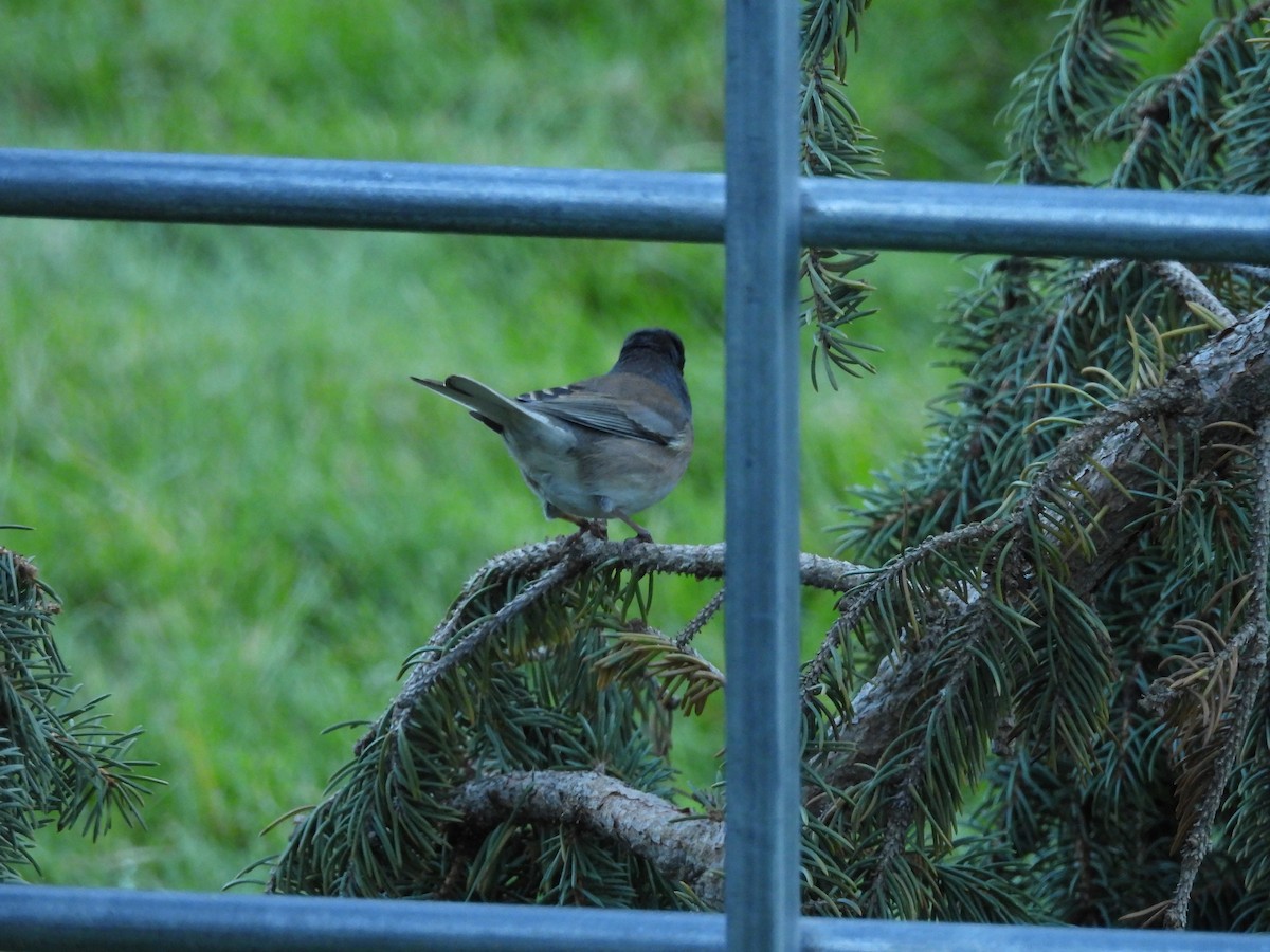 Junco ardoisé - ML643792889
