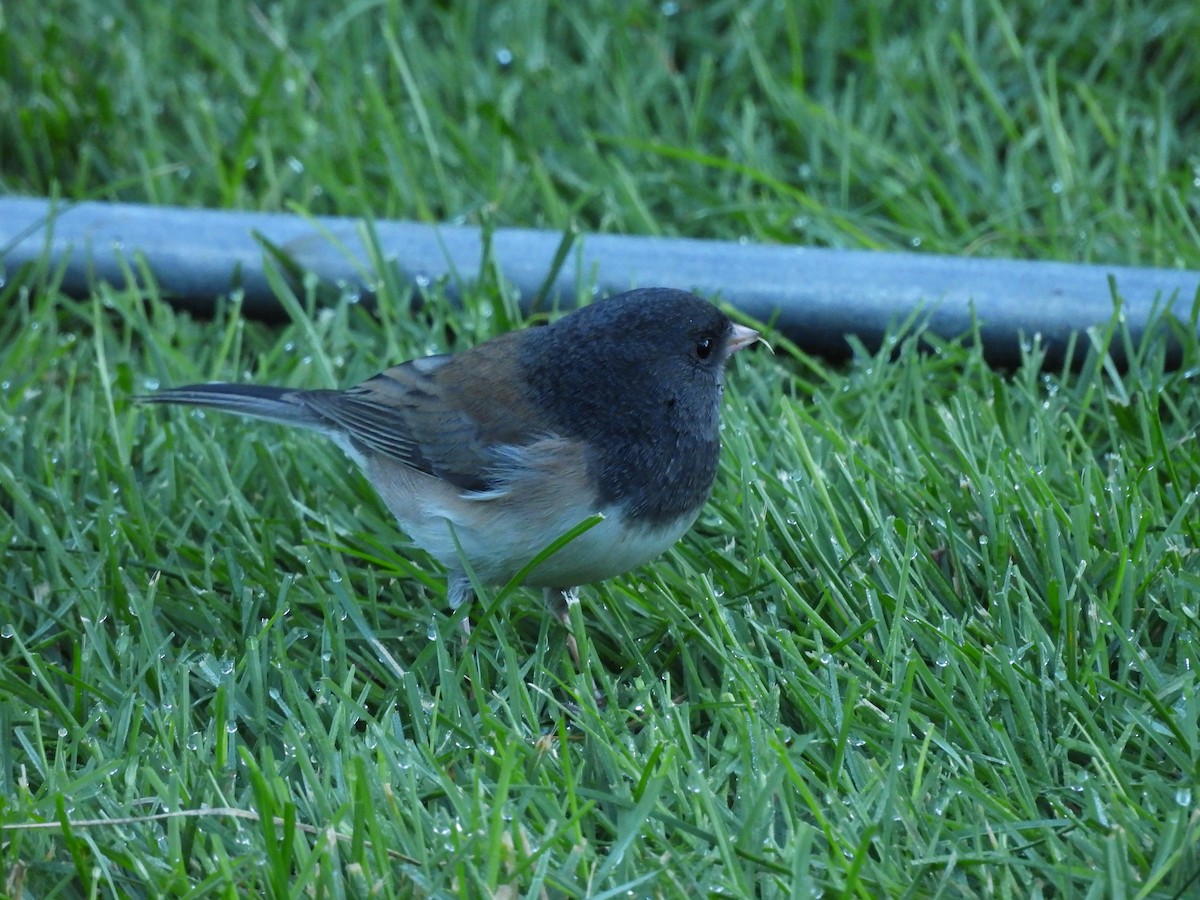 Junco ardoisé - ML643792890