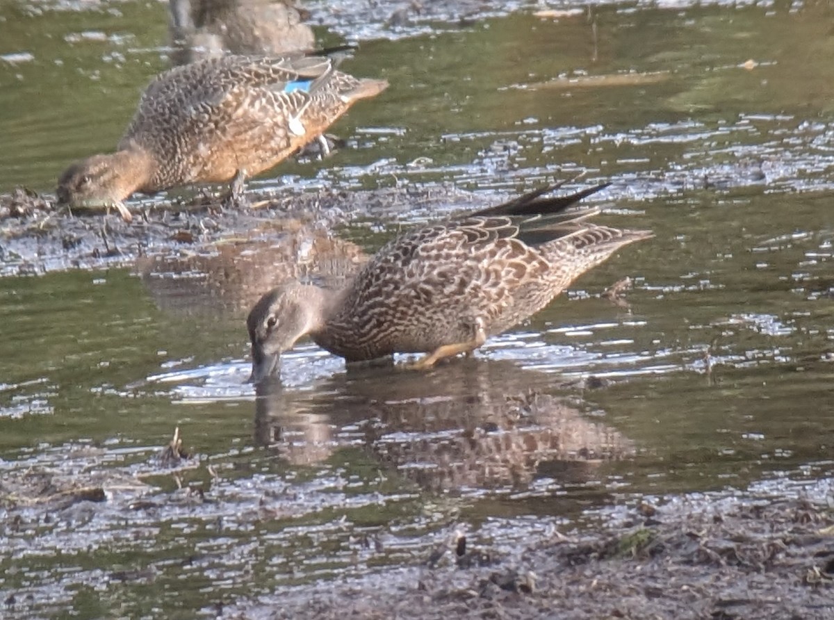 Blue-winged Teal - ML643792897