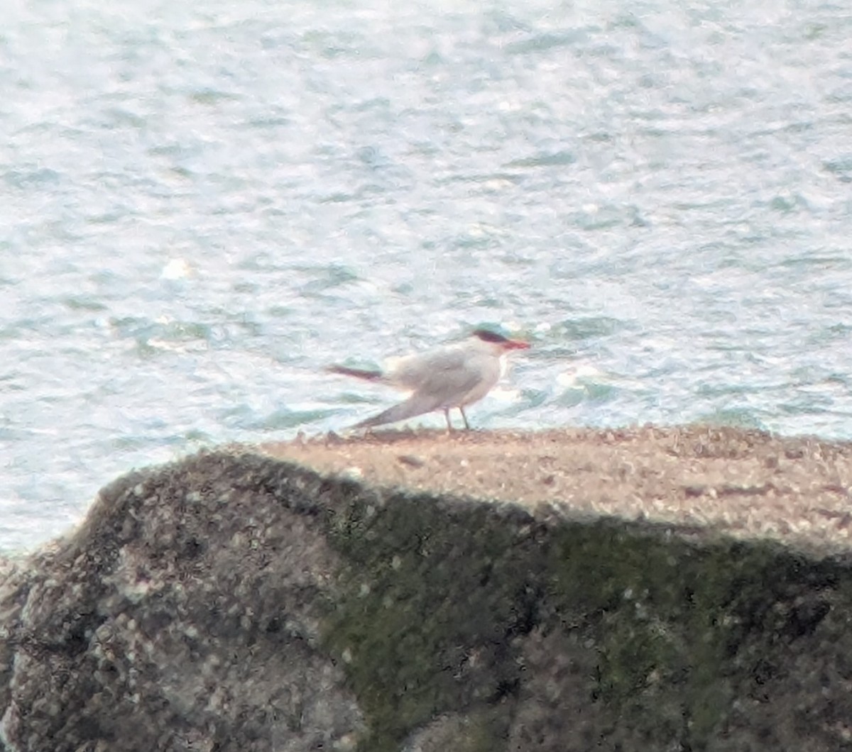 Caspian Tern - ML643792904