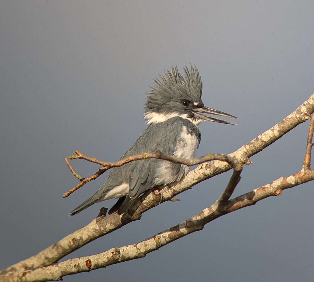 Belted Kingfisher - ML643792911