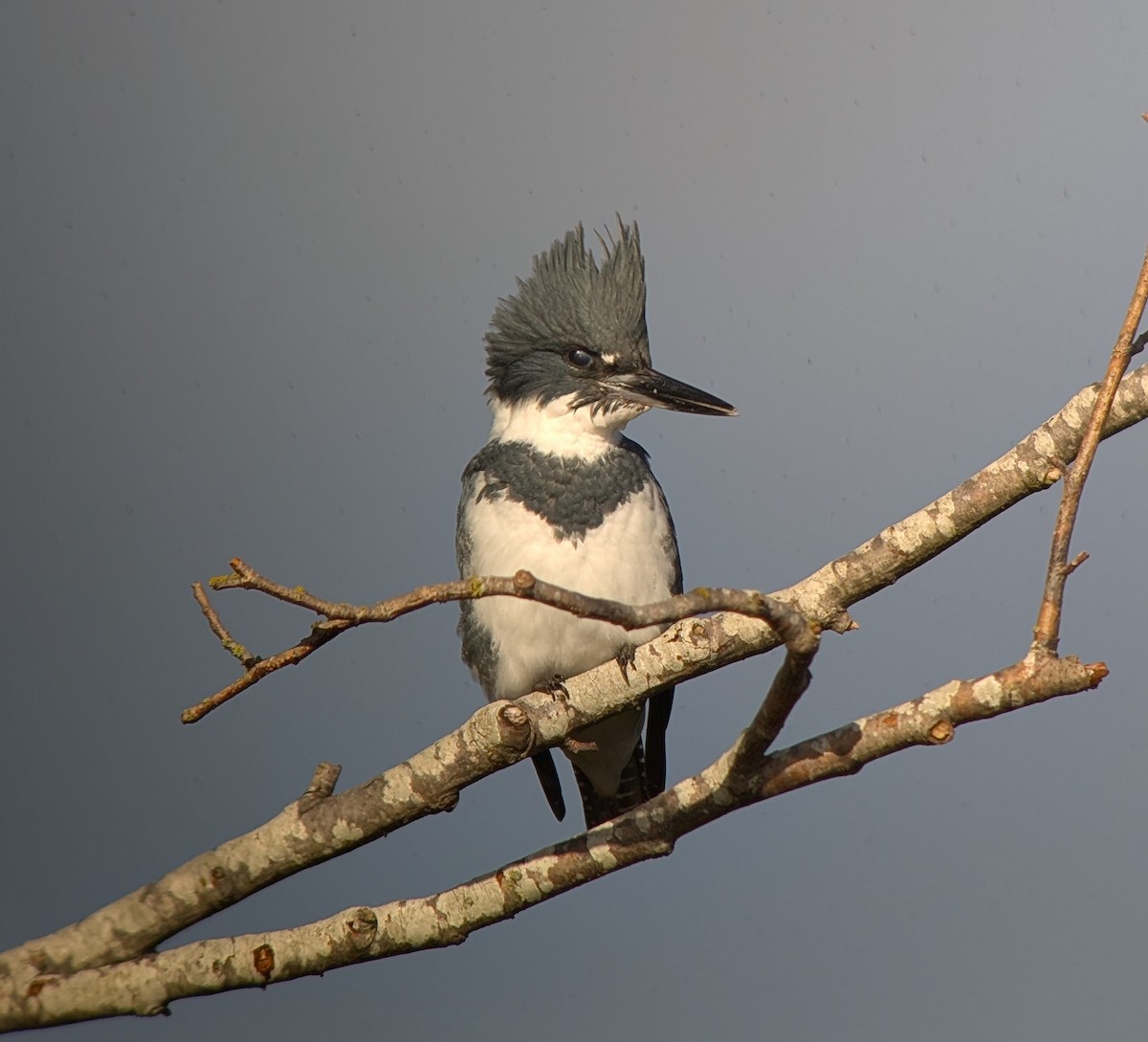 Belted Kingfisher - ML643792912