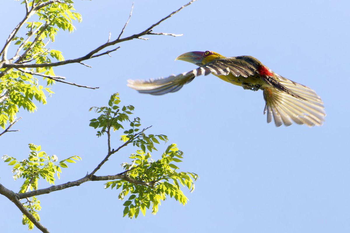 Saffron Toucanet - ML643792913