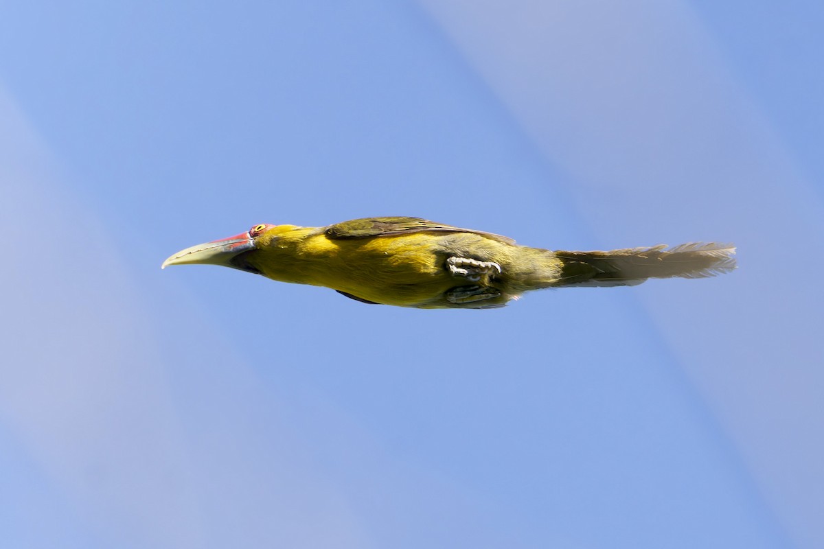 Saffron Toucanet - ML643792918