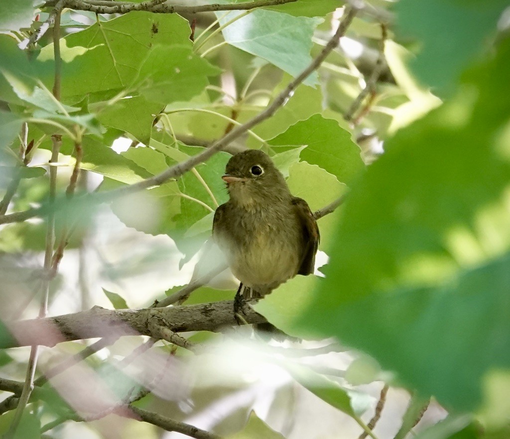 Dusky Flycatcher - ML643792923