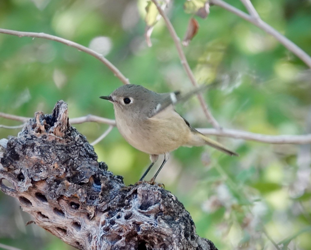 Ruby-crowned Kinglet - ML643792934