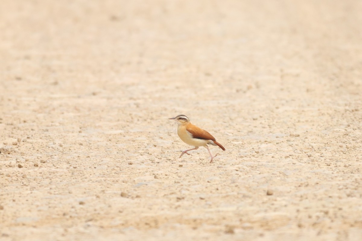 Pale-legged Hornero - ML643792938