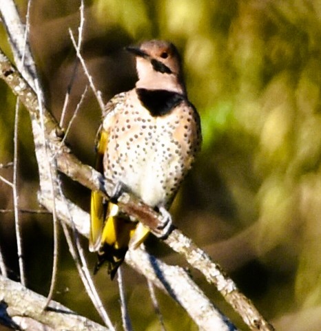 Northern Flicker - ML643792940