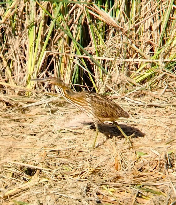 American Bittern - ML643792948