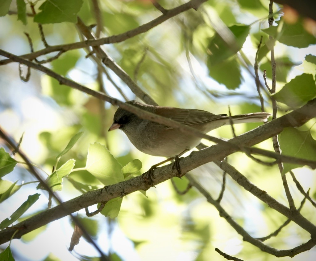 Dark-eyed Junco (Pink-sided) - ML643792951