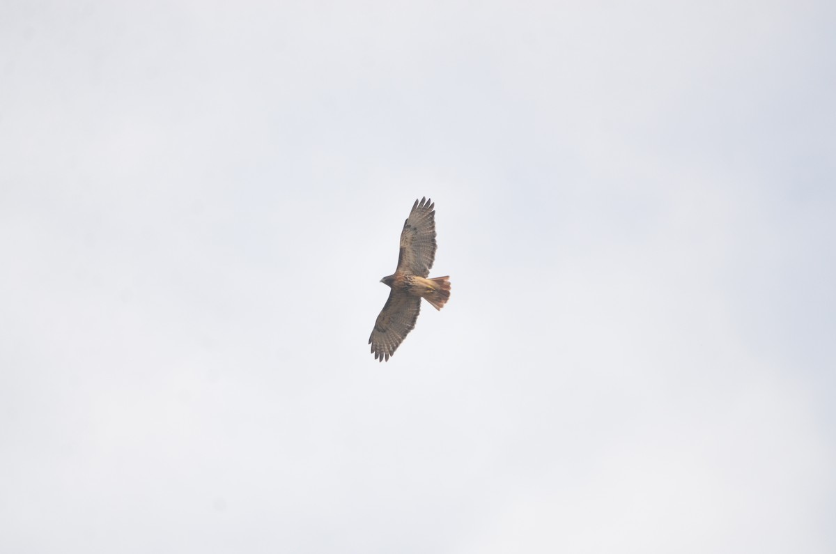 Red-tailed Hawk (abieticola) - ML643792962