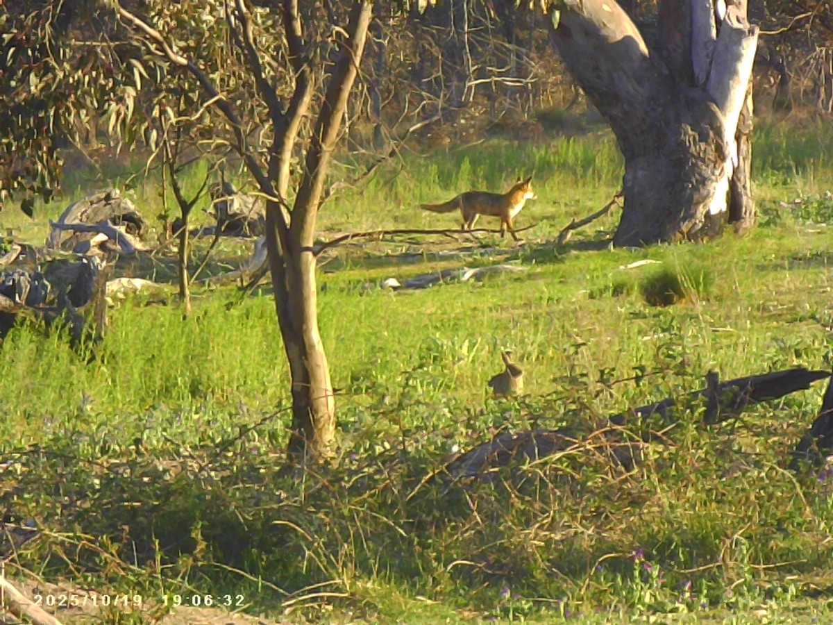 Animals - ML643792964