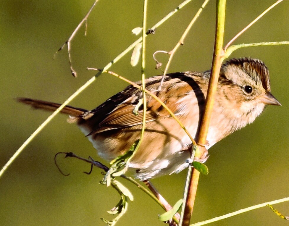 Swamp Sparrow - ML643792973