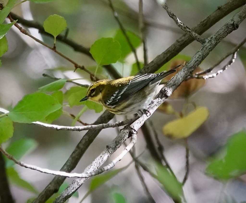 Townsend's Warbler - ML643792986