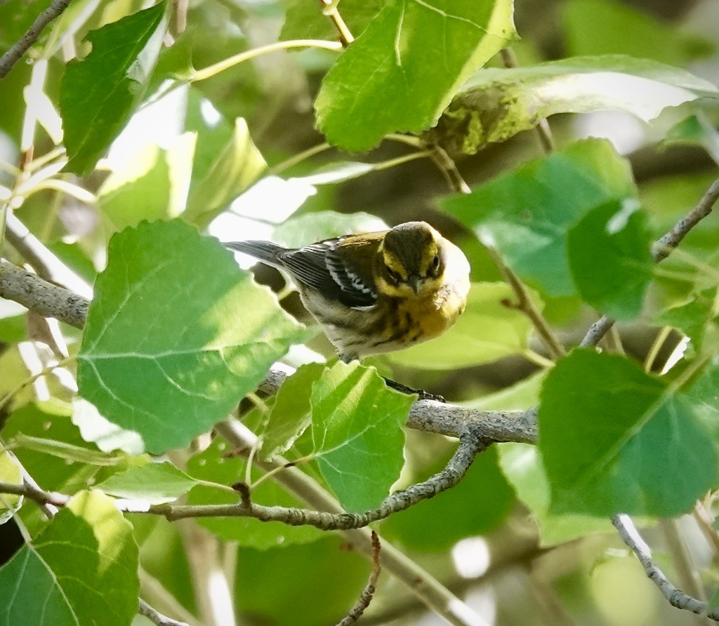 Townsend's Warbler - ML643792987