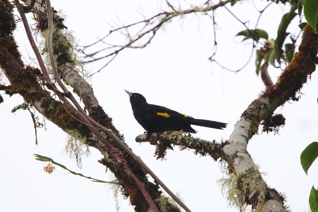 Mountain Cacique - ML643792991