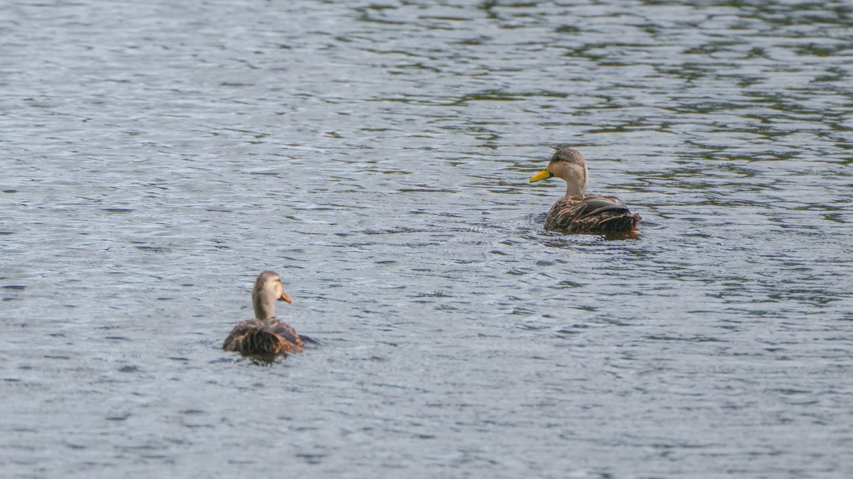 Canard brun - ML643792992