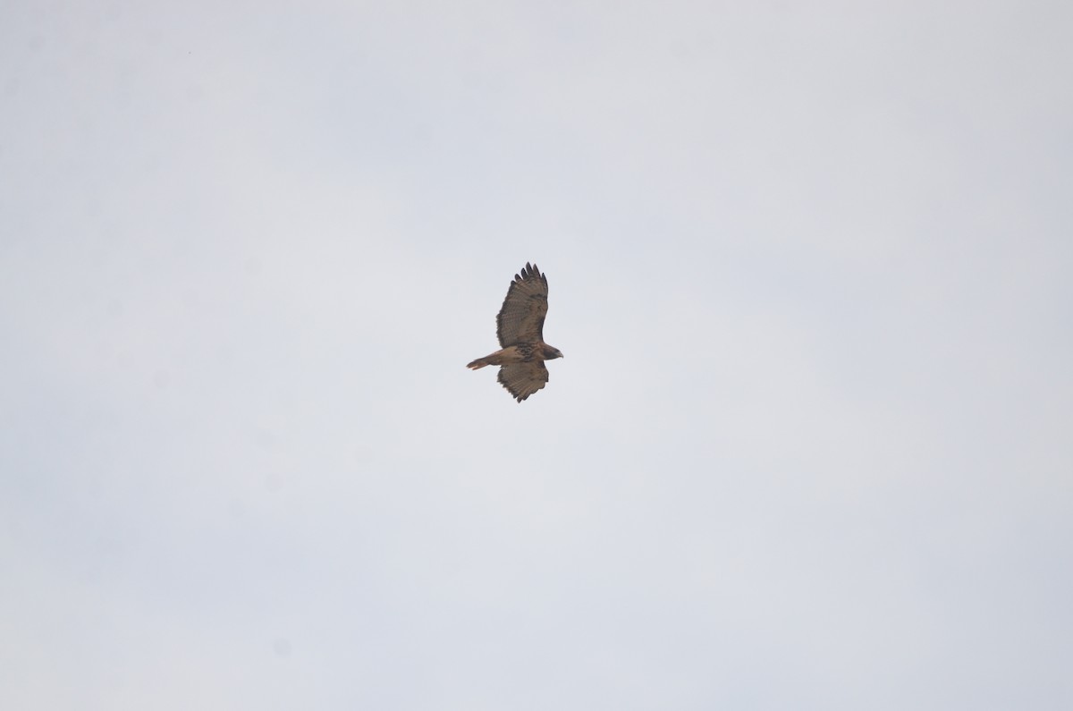 Red-tailed Hawk (abieticola) - ML643792993