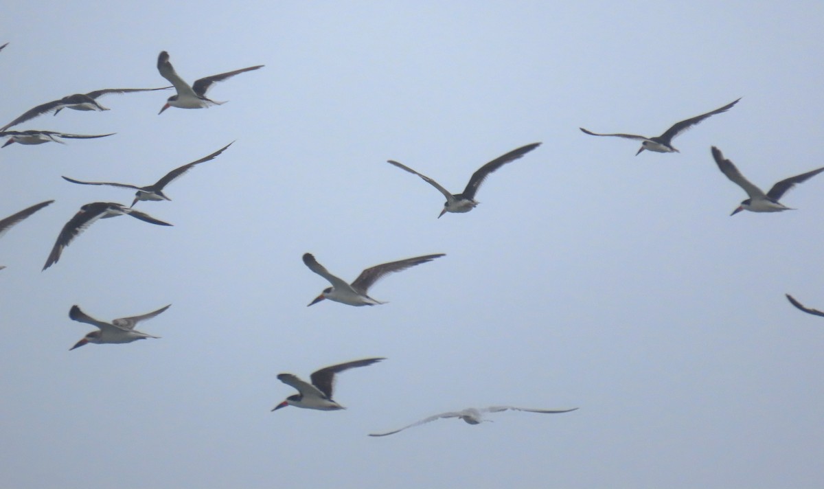 Black Skimmer - ML643793000