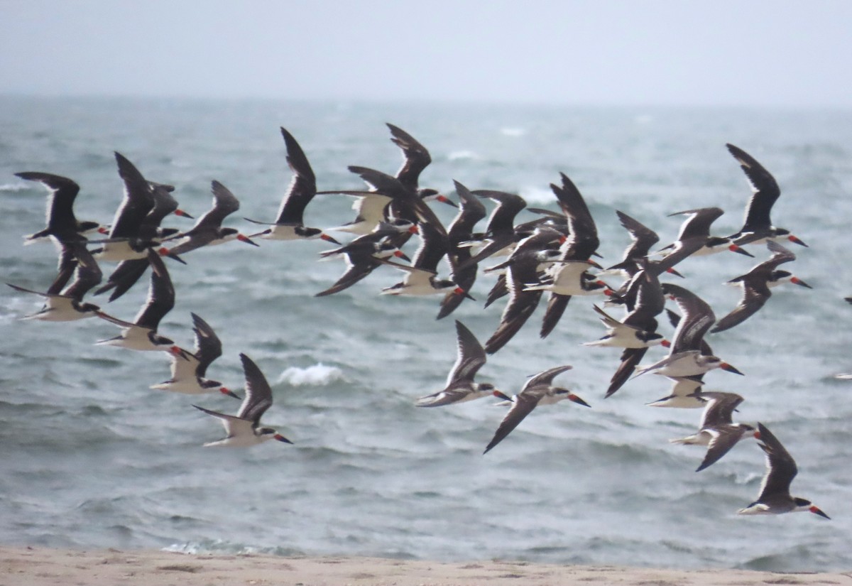 Black Skimmer - ML643793003