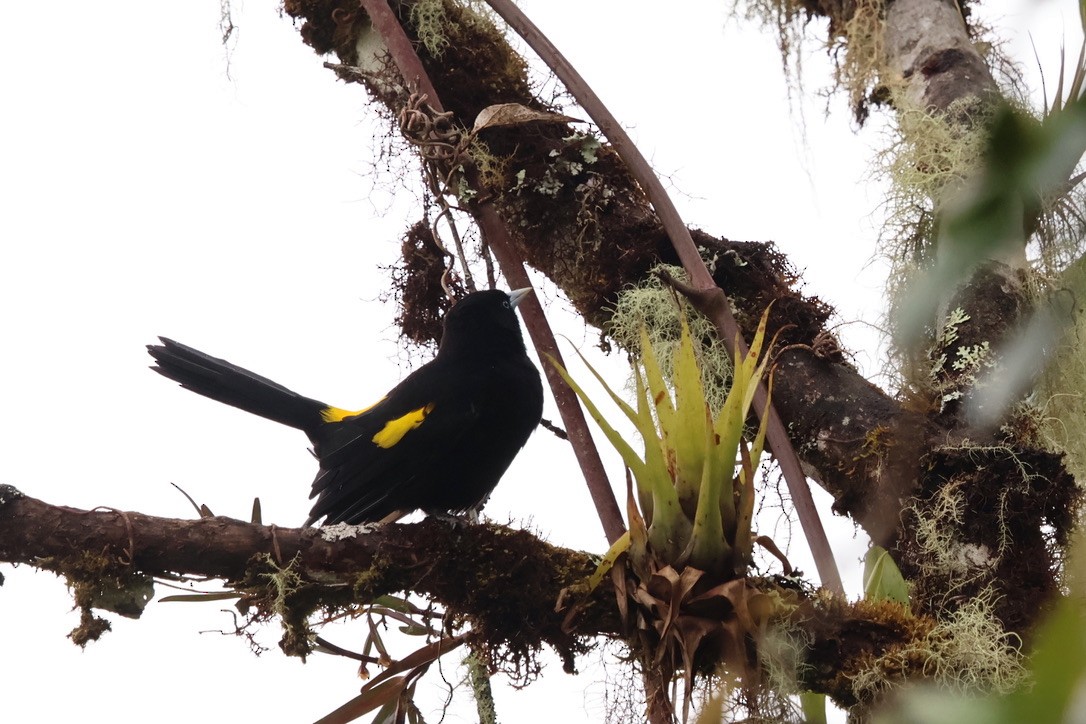Mountain Cacique - ML643793007